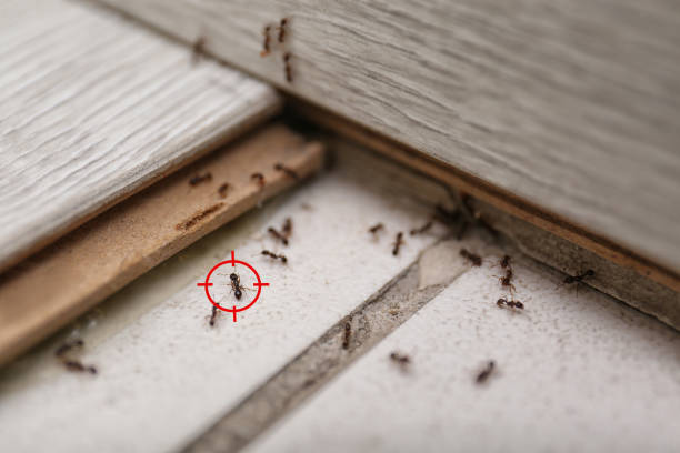  Chevy Chase, MD Pest Control Pros